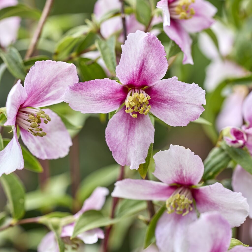 Philadelphus ‘Petite Perfume Pink’ 3L 5023242393544
